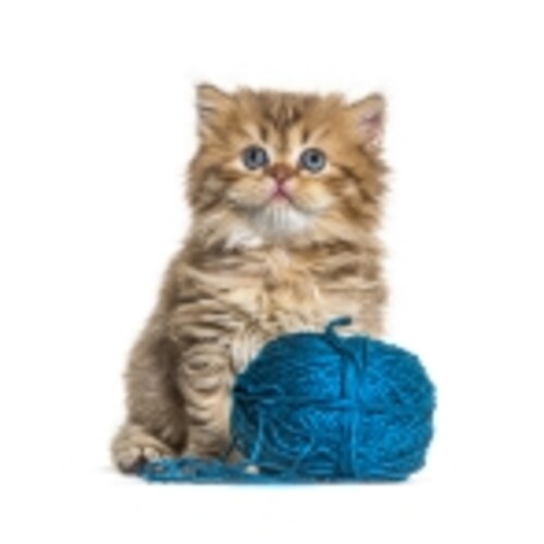 Cat toys sample