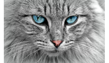 I am an Article Title Four