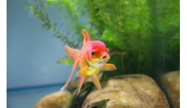 I am an Article Title Six