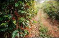 I am an Article Title Four