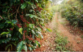 I am an Article Title Four